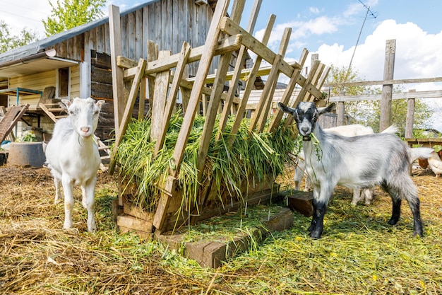 Zdjęcie nowoczesne zwierzęta gospodarskie urocza koza relaksująca się na podwórku na farmie w letni dzień kozy domowe pasące się w p...