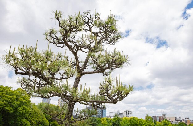 Nowoczesny budynek biurowy z drzewami w Osace, Japonia