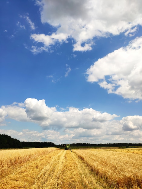 Nowoczesny Kombajn Pracujący Na Polu Pszenicy, żniwach, Na Gruntach Rolnych. Bociany Idą I Zbierają Pszenicę Porozrzucaną Na Polach.