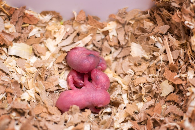 Nowonarodzone małe myszy w trocinach. Cubs krajowego mongolskiego gerbil