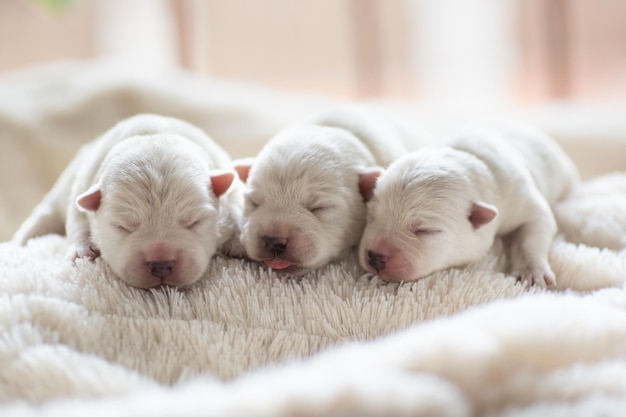 Nowonarodzone szczenięta West Highland White Terrier na białym kocyku