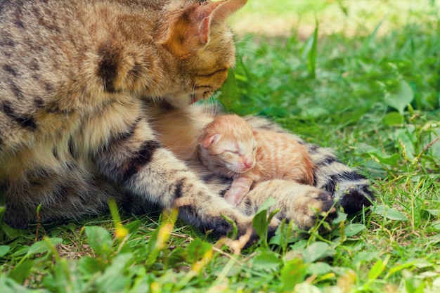 Nowonarodzony kociak w pobliżu kotki matki