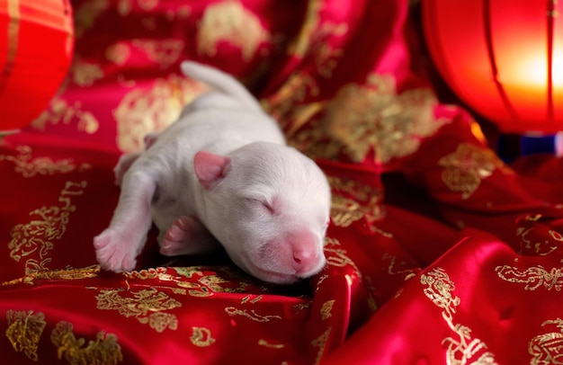 Zdjęcie nowonarodzony szczeniak jack russel terrier śpi na czerwonej chińskiej tkaninie i czerwonej latarni w koncepcji zwierzaka portretowego