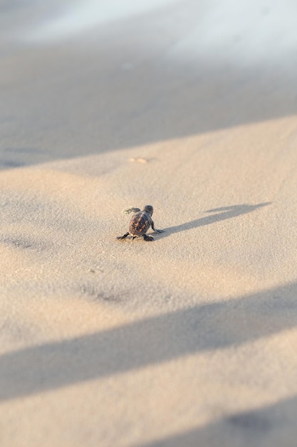 Nowonarodzony żółw morski w piasku na plaży idący do morza po wyjściu z gniazda