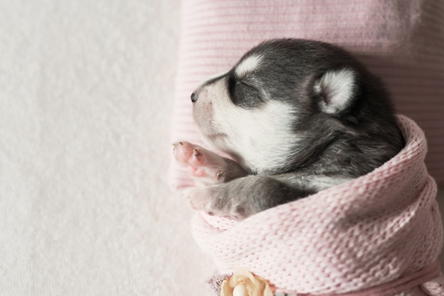 Noworodek Siberian Husky W Wieku 1 Dni. Hodowla Psów Husky. Pojęcie Medycyny Weterynaryjnej, Kliniki Zoo, Kliniki Weterynaryjnej. Szczenięta Psów śpią. Hotel Zoo. Hotel Dla Zwierząt. Artykuły Dla Zwierząt Domowych