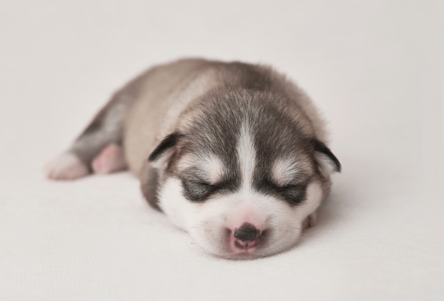 Noworodek Siberian Husky W Wieku 1 Dni. Hodowla Psów Husky. Pojęcie Medycyny Weterynaryjnej, Kliniki Zoo, Kliniki Weterynaryjnej. Szczenięta Psów śpią. Hotel Zoo. Hotel Dla Zwierząt. Artykuły Dla Zwierząt Domowych