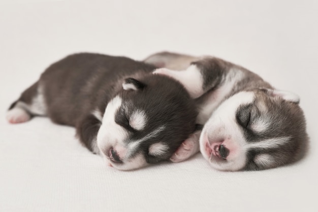 Noworodek Siberian Husky w wieku 1 dni. Hodowla Psów Husky. Pojęcie medycyny weterynaryjnej, kliniki zoo, kliniki weterynaryjnej. Szczenięta psów śpią. Hotel Zoo. Hotel dla zwierząt. Artykuły dla zwierząt domowych