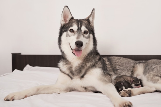 Noworodek Siberian Husky W Wieku 1 Dni. Hodowla Psów Husky. Pojęcie Medycyny Weterynaryjnej, Kliniki Zoo, Kliniki Weterynaryjnej. Szczenięta Psów śpią. Hotel Zoo. Hotel Dla Zwierząt. Pies Husky Ze Szczeniętami