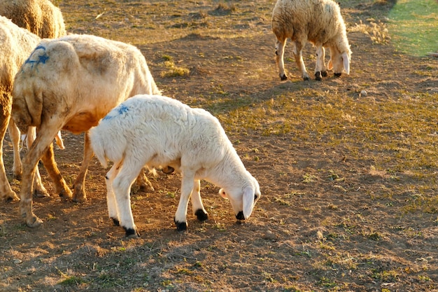 Noworodka jagnięcina wypasa biały baranek owca biały baranek jest wypasany w polu