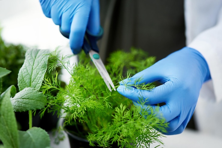 Zdjęcie nożyczki naukowe i ręce osoby z roślinami do rozwoju gmo lub inspekcji w laboratorium badania biotechnologiczne i naukowiec cięcie liści do badania zrównoważonego rozwoju lub innowacji w rolnictwie