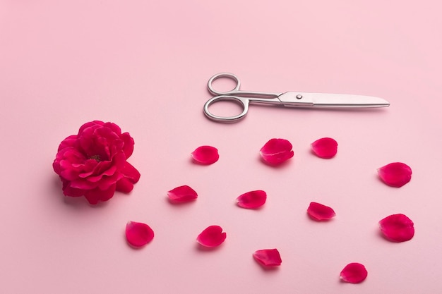 Nożyczki puszysta czerwona róża i płatki na różowym tle