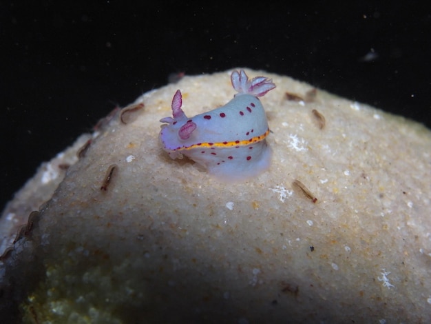 Zdjęcie nudibranch-hypselodoris bennetti