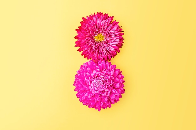Numer 8 z płatków kwiatów różowego asteru na żółtym tle. Płaska świecka kompozycja wiosennych kwiatów. Kreatywny wzór, widok z góry, miejsce. 8 marca tło