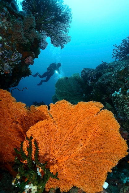 Zdjęcie nurkowie pływają nad wielkim gorgonianem. batee tokong. pulau weh, banda aaceh indonezja