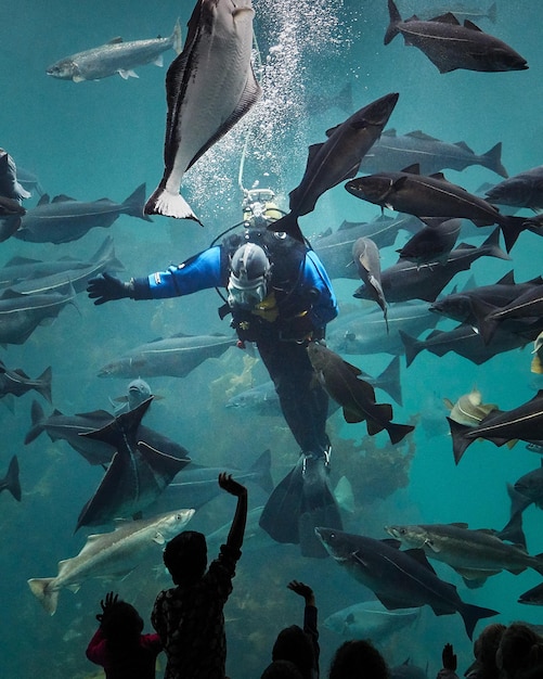 Zdjęcie nurkowie witają publiczność po pokazie akwarium w alesund w norwegii