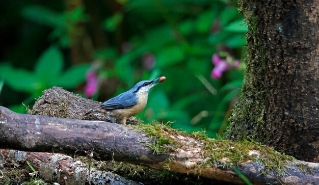 Zdjęcie nuthatch na miejscu karmienia w krainie.