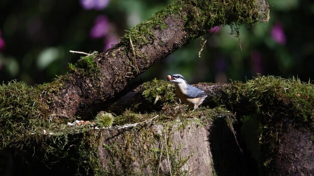 Zdjęcie nuthatch na miejscu karmienia w krainie.