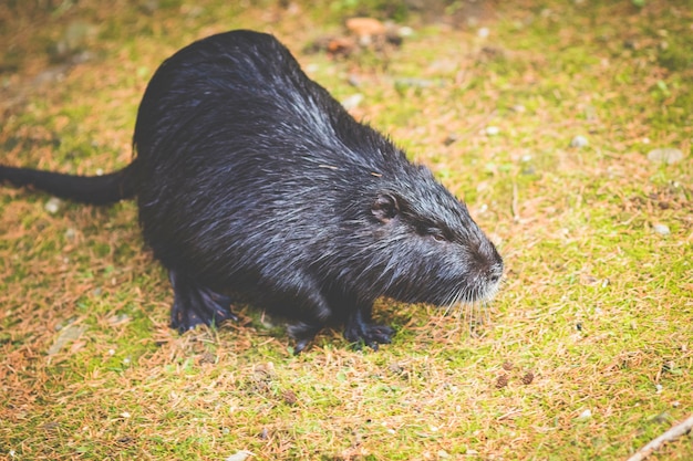 Nutria (myocastor Coypus) W Niemczech