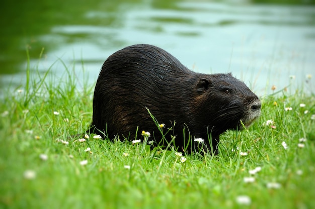 Nutria nutria Myocaster