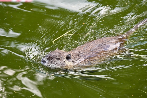 Nutria pływa w stawie w pobliżu farmy