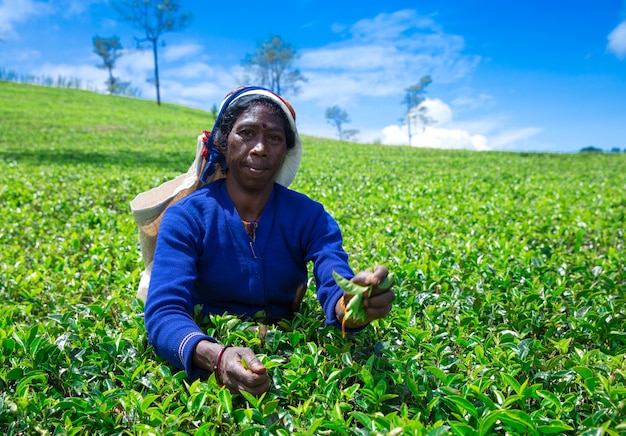 Nuwara Eliya, SRI LANKA - Mach 13: Żeński zbieracz herbaty na plantacji herbaty w Mackwoods, Mach 13, 2017. Przemysł herbaty.