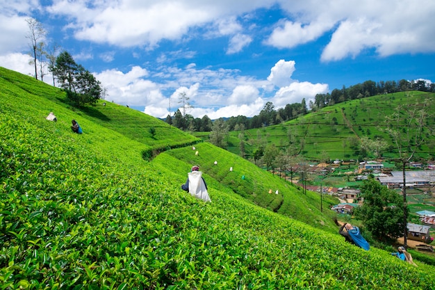 Nuwara Eliya, SRI LANKA - Mach 13: Żeński zbieracz herbaty na plantacji herbaty w Mackwoods, Mach 13, 2017. Przemysł herbaty.