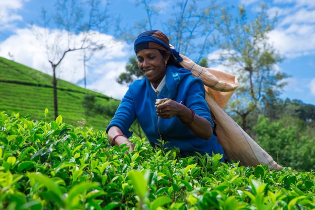 Nuwara Eliya, SRI LANKA - Mach 13: Żeński zbieracz herbaty na plantacji herbaty w Mackwoods, Mach 13, 2017. Przemysł herbaty.