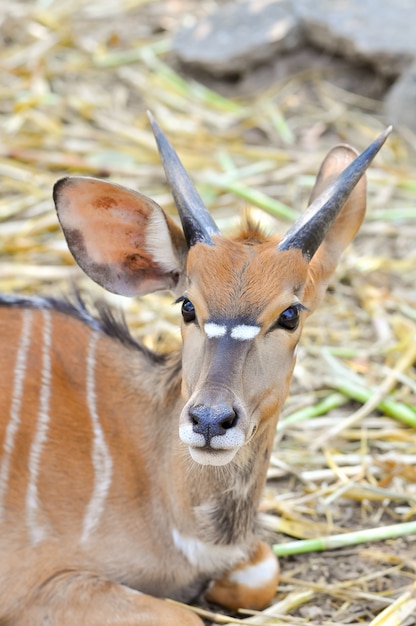 Nyala