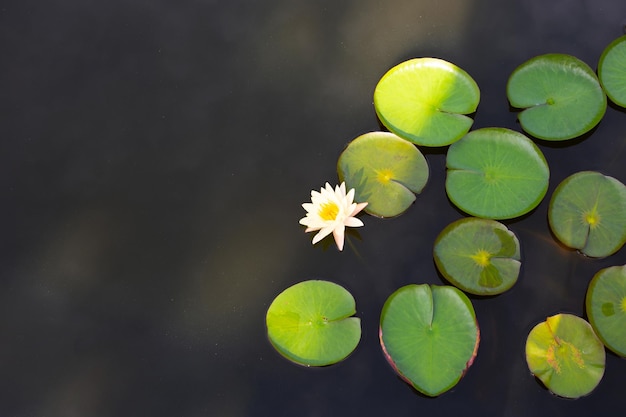 Nymphaea Kwiat Lotosu Z Liśćmi Piękna Kwitnąca Lilia Wodna