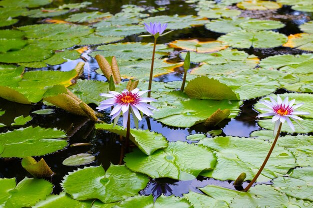 Nymphaea kwiat lotosu z liśćmi Piękna kwitnąca lilia wodna