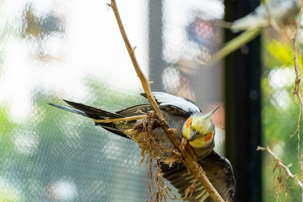 Nymphicus hollandicus kolorowy ptak z bokeh w tle żółto-szara nimfa aver piękny śpiewający meksyk