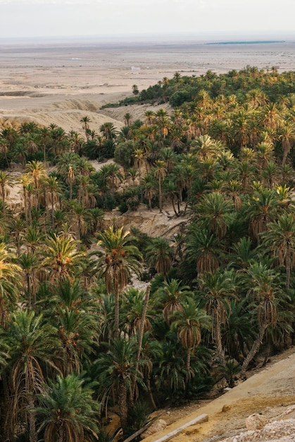 Zdjęcie oasis de chebika z palmami daktylowymi między skałami i górami na środku pustyni