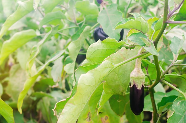 Oberżyny żniwo na polu. świeży organiczny