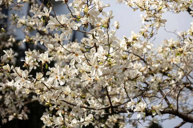 Obfite kwitnienie magnolia cobus Magnolia kobus DC Naturalne wiosenne tło wielu białych kwiatów na gałęzi drzewa w ogrodzie Kwiaty lutego