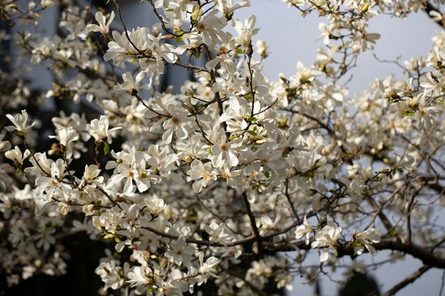 Obfite kwitnienie magnolia cobus Magnolia kobus DC Naturalne wiosenne tło wielu białych kwiatów na gałęzi drzewa w ogrodzie Kwiaty lutego
