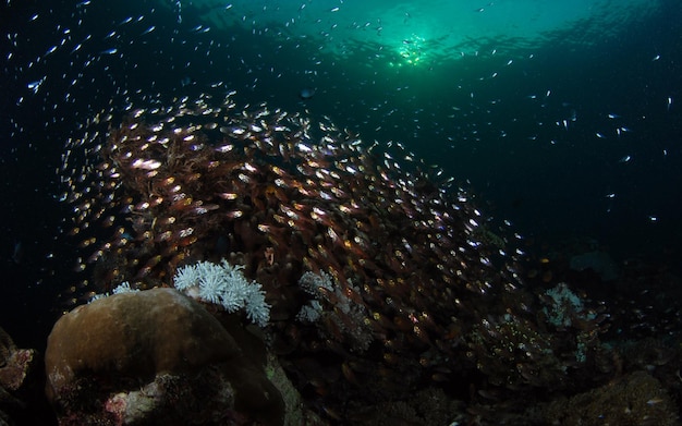 Obok rafy koralowej żyje duża ławica szklanych ryb. Życie morskie Parku Narodowego Komodo, Indonezja.