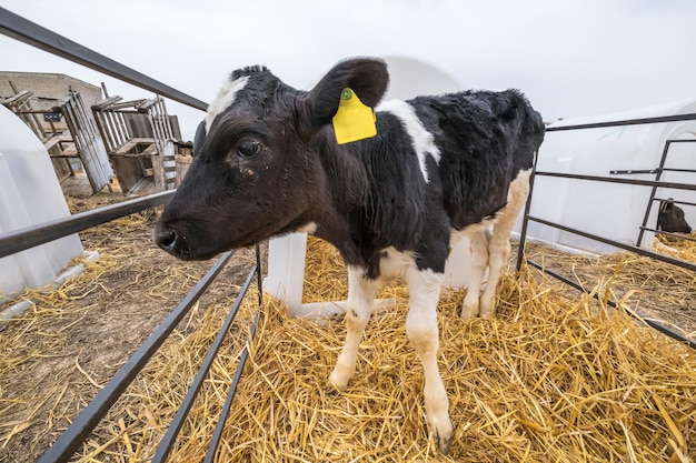 Obora Farma krów hodowlanych Stado czarno białych krów z zainteresowaniem patrzą w kamerę Hodowla krów w wolnej hodowli zwierząt