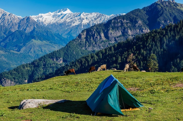 Obóz w górach Kullu Valley Himachal Pradesh w Indiach