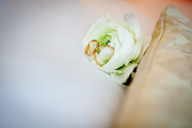 Zdjęcie obrączki ślubne, złote na białej róży