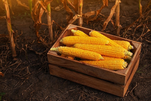 Obrane kolby kukurydzy w drewnianej skrzyni na polu kukurydzy zachód słońca latem gdzieś na Ukrainie