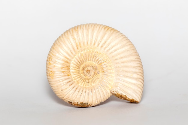 Obraz amonitu na białym tle Fossil Sea shells