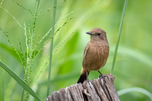 Obraz Azjatyckiego Brown Muchołówka (muscicapa Dauurica) Na Pniu Na Tle Przyrody. Ptak. Zwierząt.
