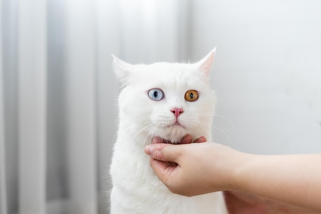 obraz białego kota z dwoma kolorami oczu na niebieskim tle