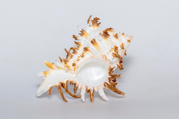 Obraz chicoreus ramosus muszla nazwa zwyczajowa murex ramose lub murex rozgałęziony na białym tle Muszle morskie Zwierzęta podmorskie