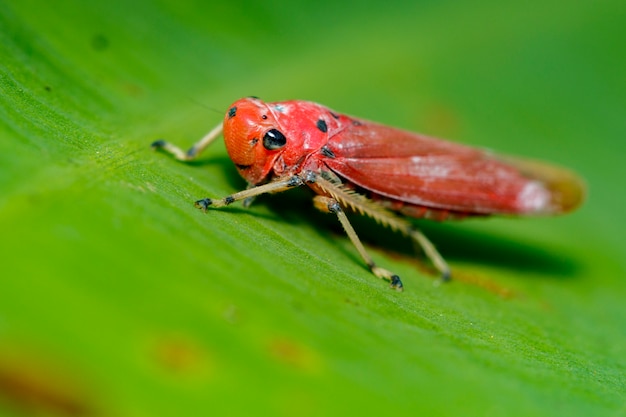 Obraz czerwony leafhopper (Bothrogonia sp., Cicadellidae / Homoptera) na zielonych liściach. Owad Zwierząt