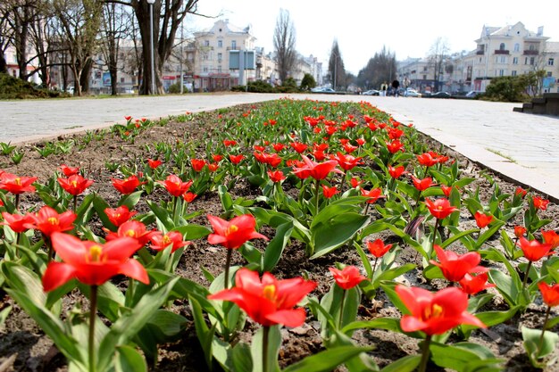 Obraz czerwonych tulipanów na kwiatowym łóżku