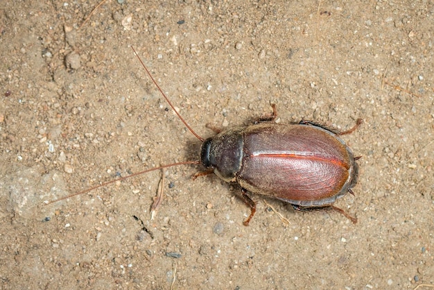 Obraz Diploptera punctata lub karalucha chrząszcza z Pacyfiku Insect Animal