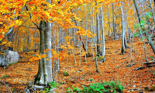 Obraz drzew i liści w sezonie jesiennym w lesie góry Montseny, Barcelona.