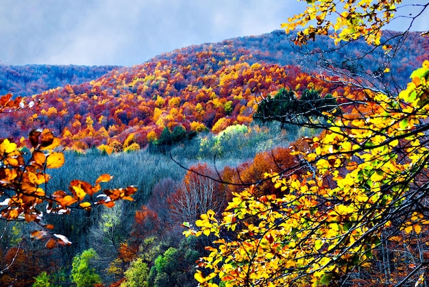 Obraz drzew i liści w sezonie jesiennym w lesie góry Montseny, Barcelona.