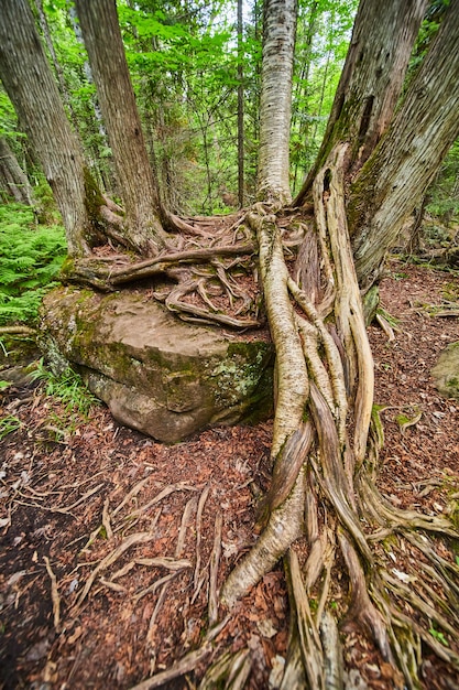 Zdjęcie obraz drzew rosnących na dużym głazie z dużymi korzeniami sięgającymi do ziemi
